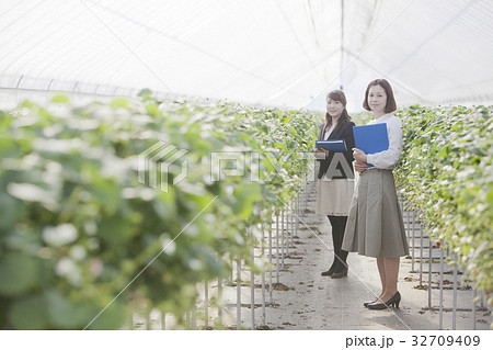 いちご 調査員 いちご 調査員 32709409