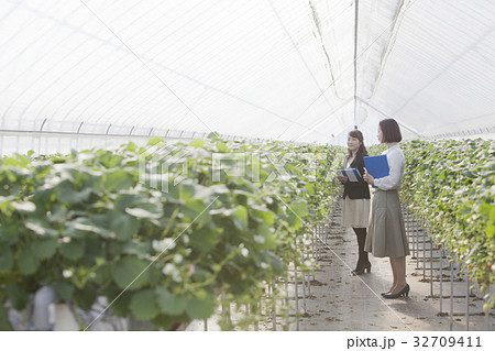 いちご　調査員 32709411