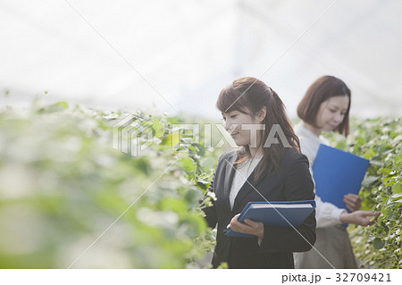 いちご　調査員 32709421