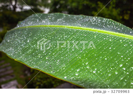 raining on banana leaf 32709963