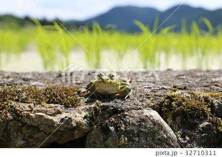 田んぼのカエル1の写真素材