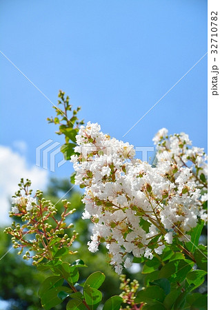 サルスベリの花 32710782
