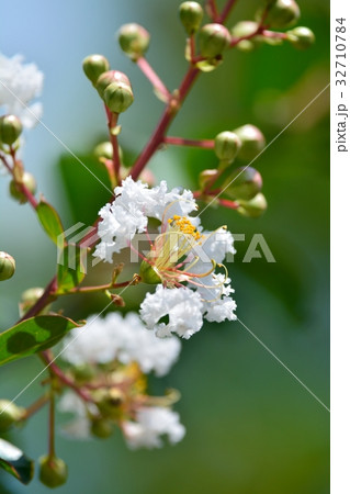 サルスベリの花 32710784