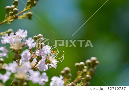 サルスベリの花 32710787