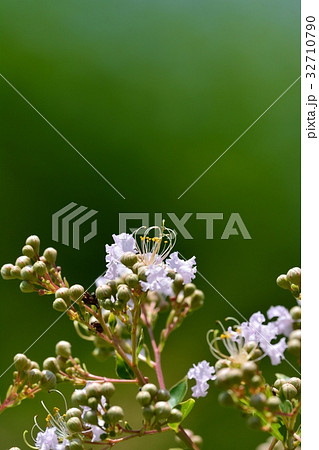 サルスベリの花 32710790