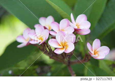 ブルメリア 32711765