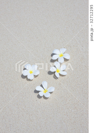 ブルメリア 32712295