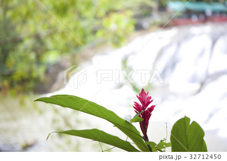 レッドジンジャー 32712450