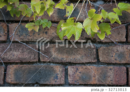 レンガの壁をはう蔦 32713013