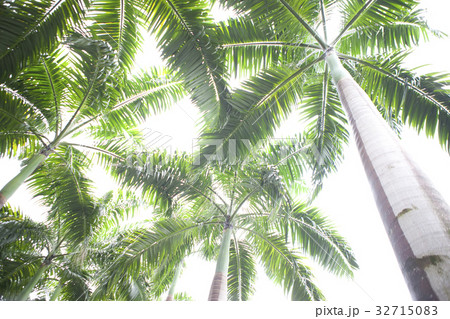 ヤシの木 32715083