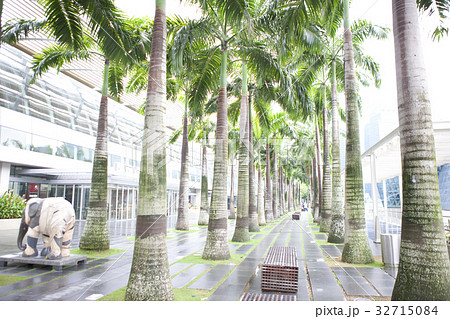 マリーナ・ベイ・サンズ前のヤシの木 32715084