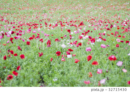 美瑛のコスモス畑 32715430