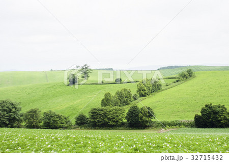 美瑛の蕎麦畑 32715432