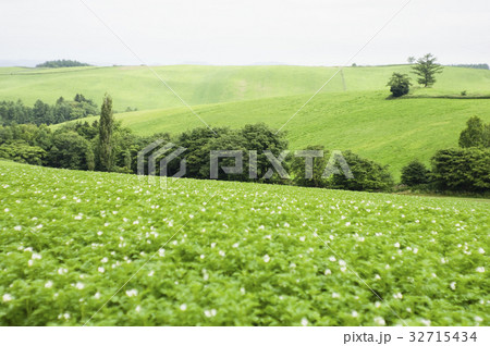 美瑛の蕎麦畑 32715434