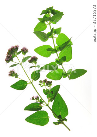 Oregano or Wild marjoram (Origanum vulgare) 32715573
