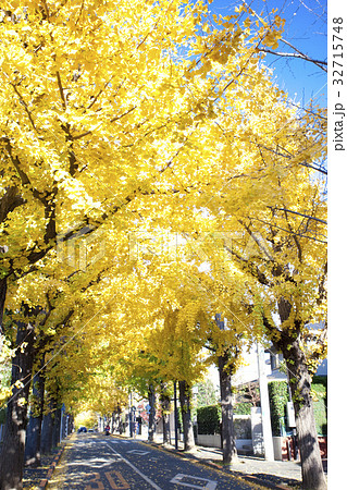 イチョウ並木 32715748