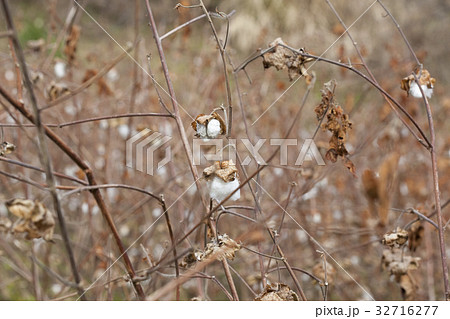 コットン畑 32716277