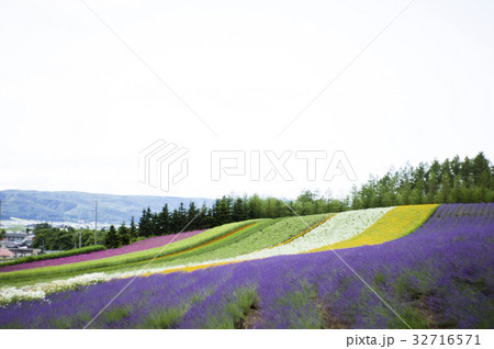 富良野のラベンダー畑 32716571