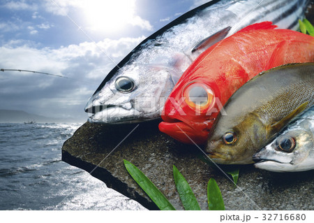 鮮魚 32716680