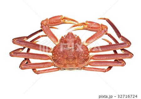 ズワイガニ ズワイガニ 32716724
