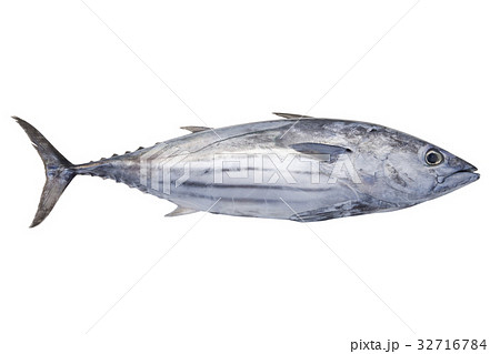カツオ カツオ 32716784