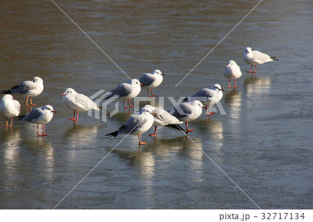 凍った池とカモメ 凍った池とカモメ 32717134