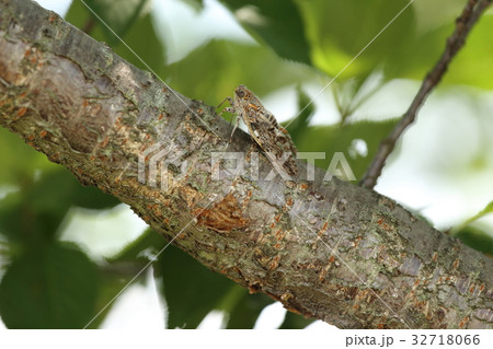 ニイニイゼミ ( Platypleura kaempferi ) ニイニイゼミ ( Platypleura kaempferi ) 32718066