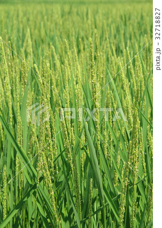 稲の出穂 32718827
