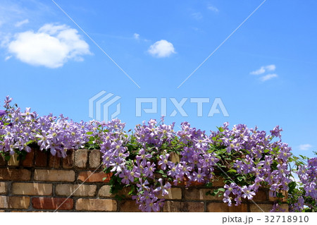 クレマチス クレマチス 32718910