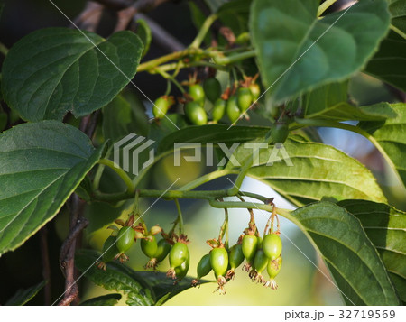 サルナシの実 猿梨の実 サルナシの実 猿梨の実 32719569