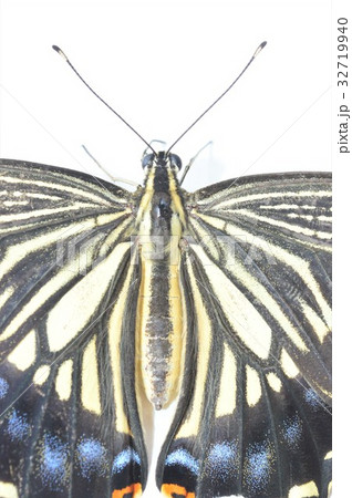アゲハチョウのメスの美しい羽根　白背景 32719940