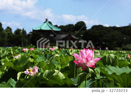 蓮の花と弁財天 32720253