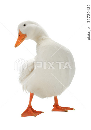 duck duck 32720489