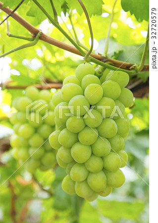 完熟の新鮮フルーツ マスカット・オブ・アレキサンドリア 完熟の新鮮フルーツ マスカット・オブ・アレキサンドリア 32720579