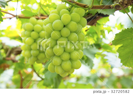 マスカット・オブ・アレキサンドリア マスカット・オブ・アレキサンドリア 32720582