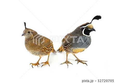 two California Quail 32720705