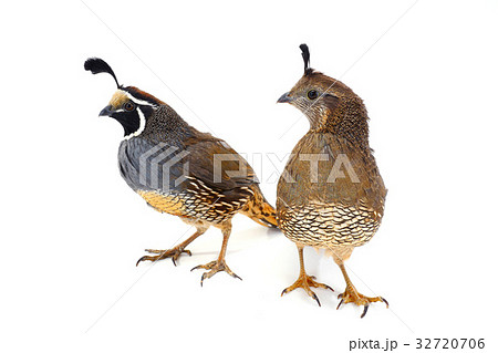 two California Quail 32720706
