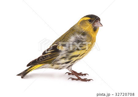 male siskin 32720708
