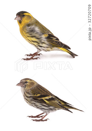 siskin 32720709