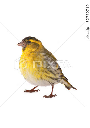 male siskin 32720710