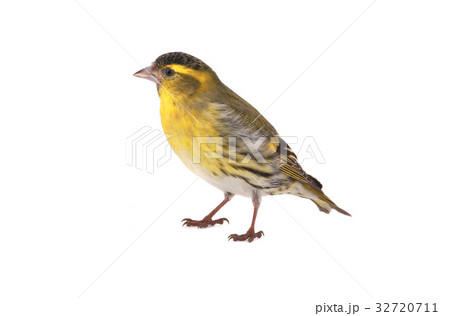 male siskin 32720711