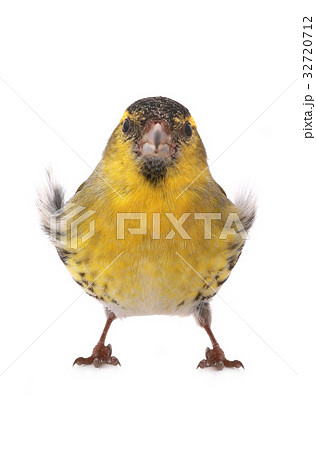 male siskin 32720712