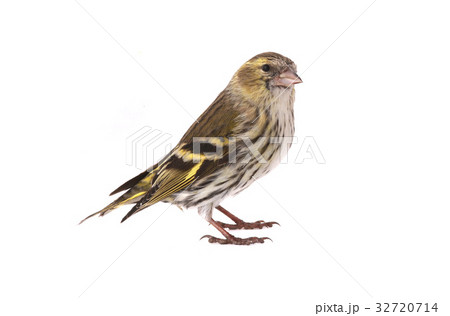 female siskin 32720714
