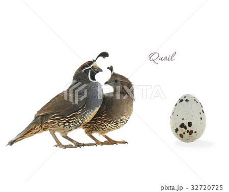 egg California Quail egg California Quail 32720725
