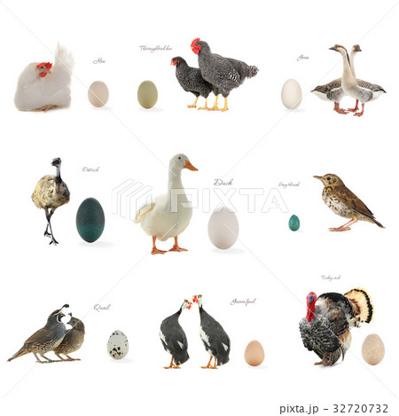 egg egg 32720732