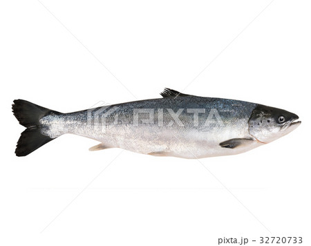 salmon 32720733
