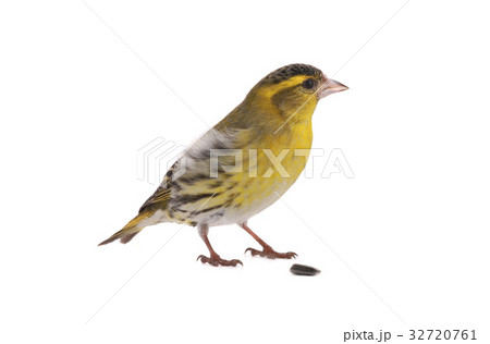 male siskin male siskin 32720761