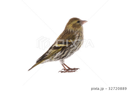 female siskin 32720889