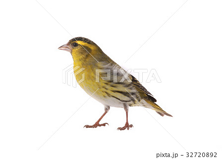 male siskin male siskin 32720892