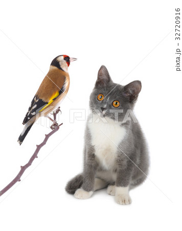 goldfinch and kitten goldfinch and kitten 32720916